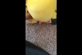 Pichu fucks Plusle uncensored
