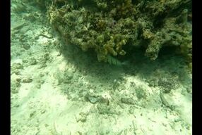 Piękna milf na wyspie rozpusty